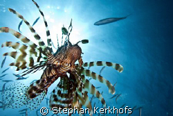 common lionfish (pterois miles) taken in Middle Garden. by Stephan Kerkhofs 